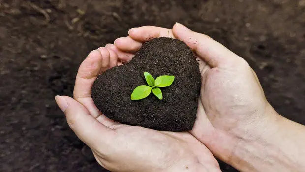 plant growing out of the soil shaped in a heart in a persons palms