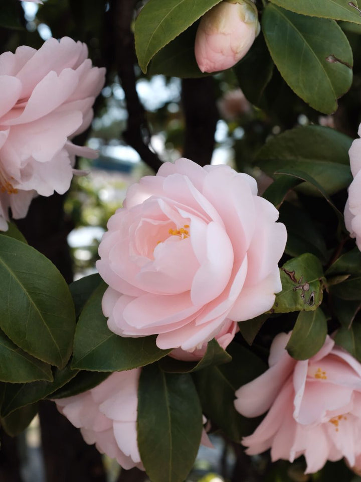 Camellia flower 