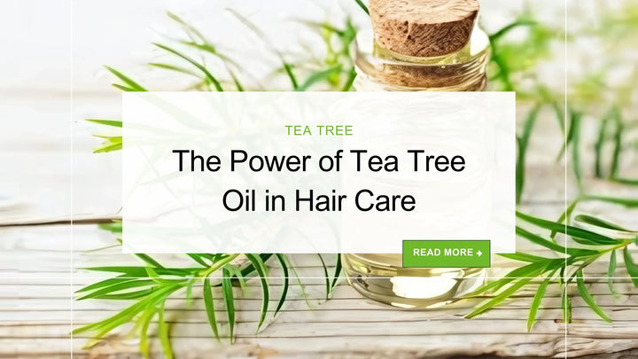 The Power of Tea Tree Oil in Hair Care