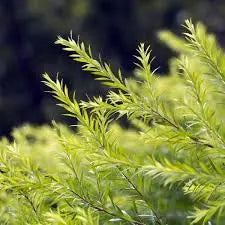 tea tree plant close up