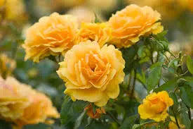 golden rose bush