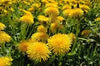 Dandelion Body Wash: Gentle Care for Sensitive and Children's Skin, the O'right Way