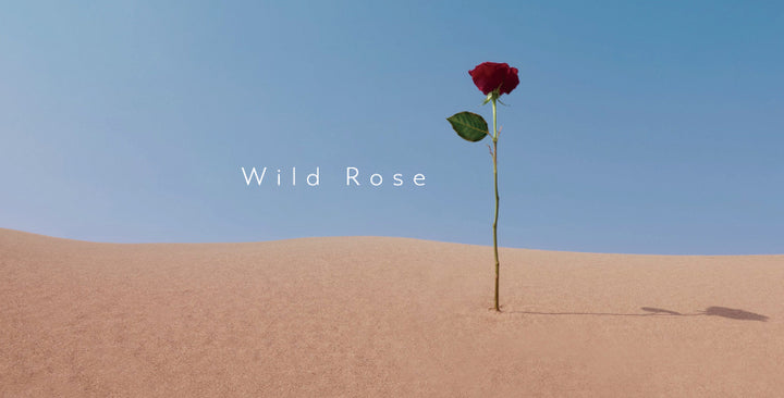 A Tribute to the Fearless and Resilient, Carefree and Courageous Wild Rose