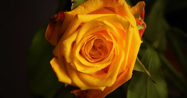 golden rose close up