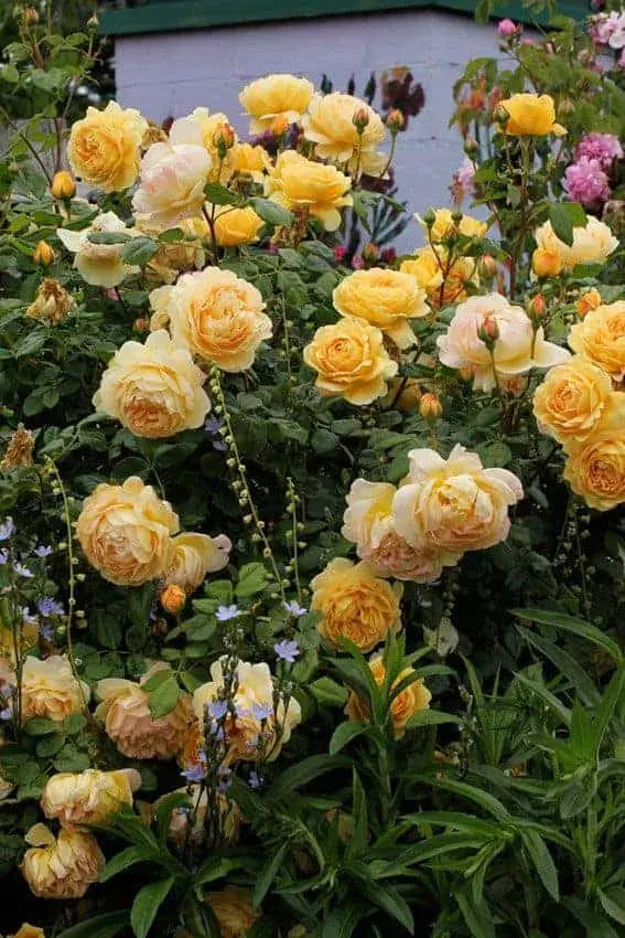 Discover the Benefits of Golden Rose – O'right South Africa